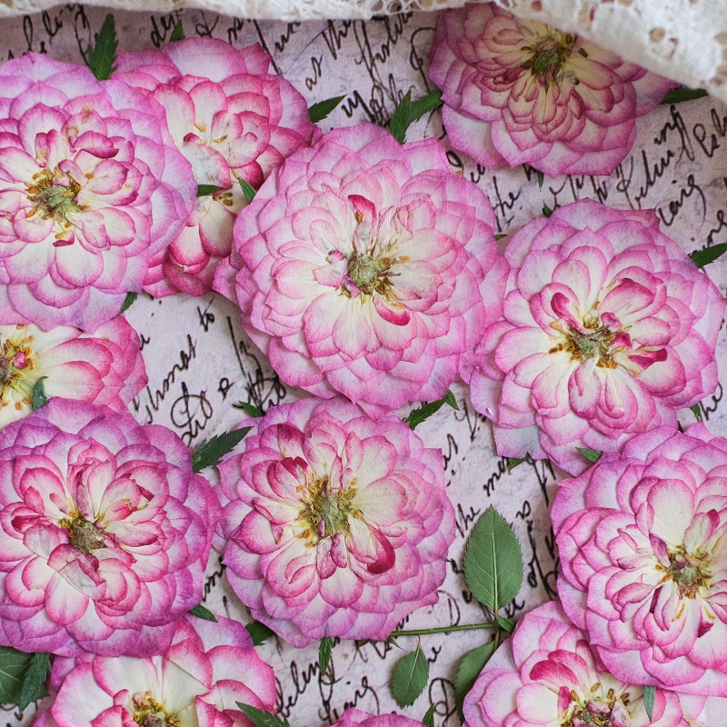 6 шт., Натуральные прессованны – обзор и цена Resin Art Rose Petals