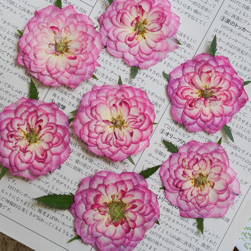 6 шт., Натуральные прессованны – обзор и цена Resin Art Rose Petals